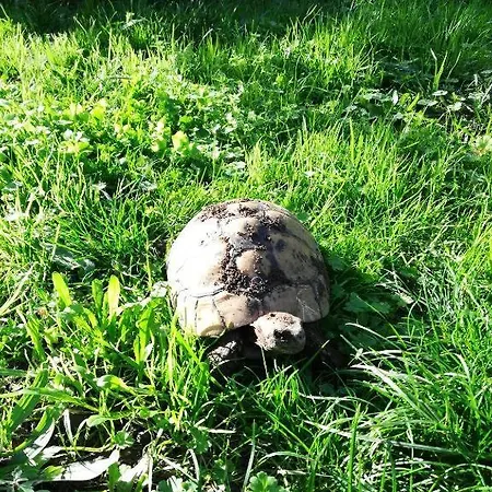 Rum i privatbostad U Sognu - D'hotes